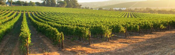 visita a viña concha y toro