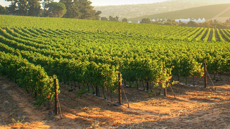 visita a viña concha y toro